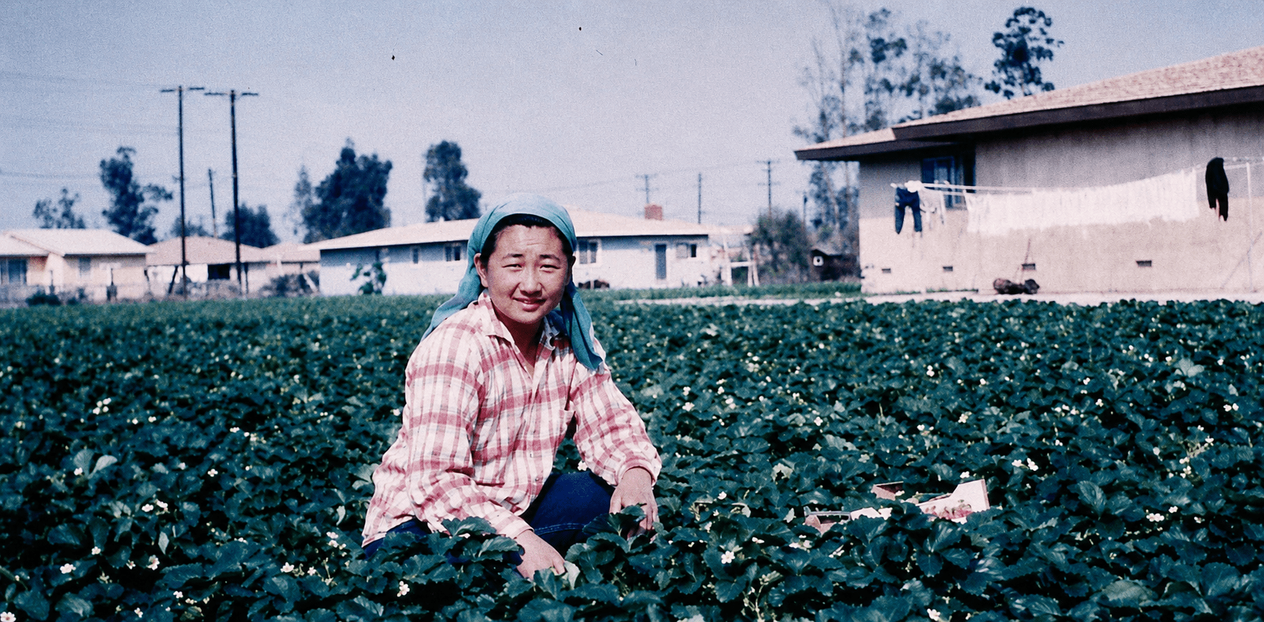 stella-1960-Picking-Strawberries
