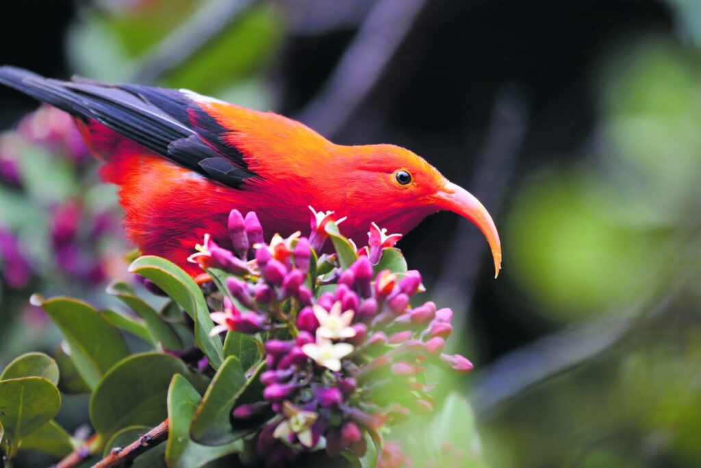 “‘I‘iwi” or a Scarlett Hawaiian honeycreeper