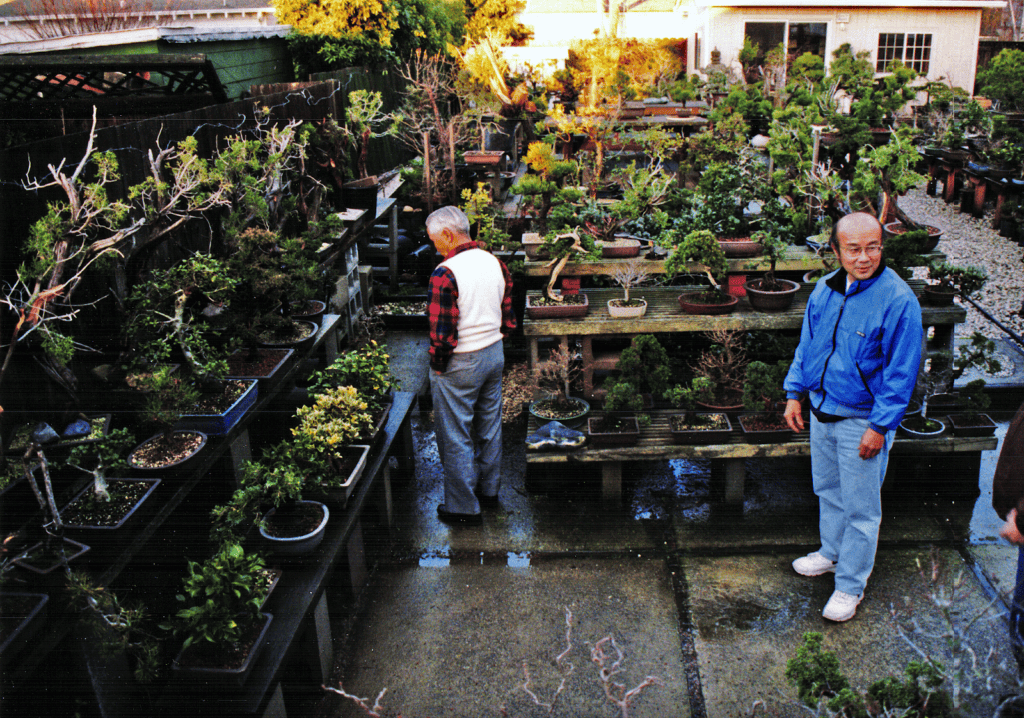 Dennis with his bonsai teacher Mas Imazumi. In Dennis’s backyard. Photo credit: David Gulick