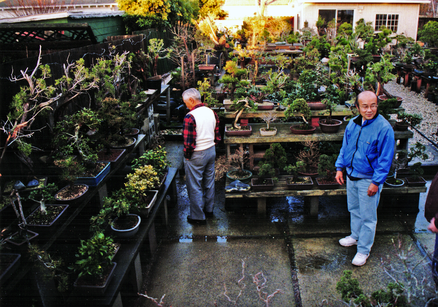 Dennis with his bonsai teacher Mas Imazumi. In Dennis’s backyard. Photo credit: David Gulick